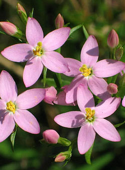 Centaury - Centaurea - Centaurium umbellatum 