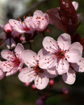 Rimedio 6: Cherry Plum