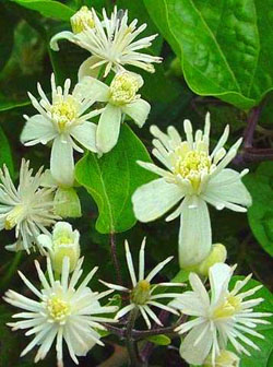 Clematis - Clematide - Clematis vitalba