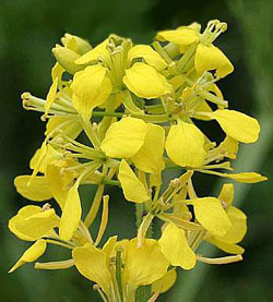 Mustard - Senape - Sinapsis arvensis 