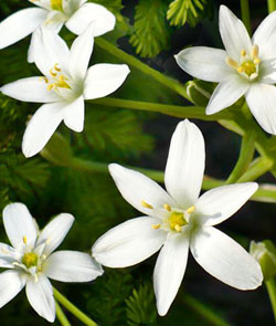  Star of Bethlehem - Stella di Betlemme - Ornithogalum umbellatum 