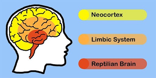 A quale cervello parlare? relazionarsi al meglio con gli altri grazie alla Teoria dei 3 Cervelli | Improvemenship La teoria dei tre cervelli